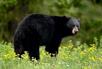 Manning Provincial Park  001